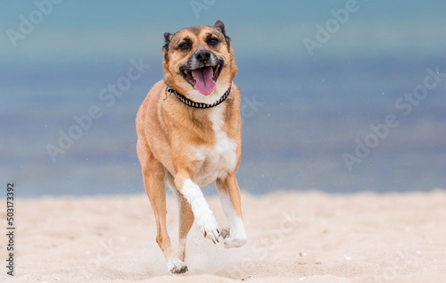 Fototapeta Naklejka Na Ścianę i Meble -  happy dog at the sea