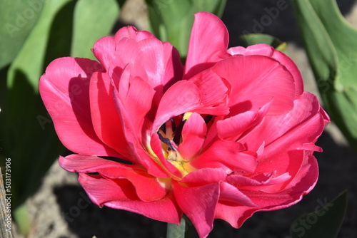 tulipan, kwiat różowy