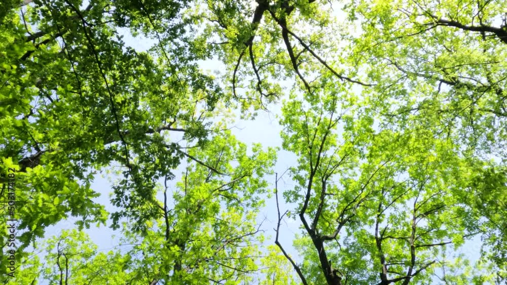 Bottom-up view of spring green forest, look up in oak branches, beautiful nature landscape. Natural day light. 4K video footage. Slow motion.
Bottom-up view of spring green forest, look up in oak branches, beautiful nature landscape. Natural day light. 4K video footage. Slow motion.