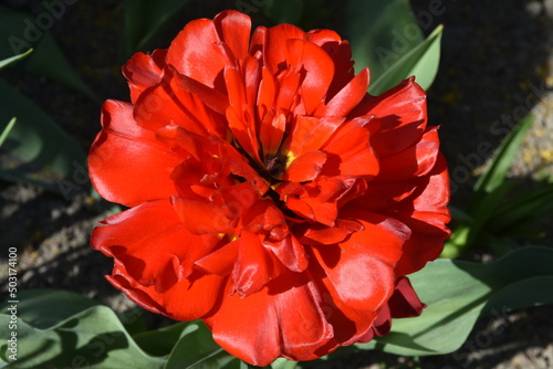 czerwony tulipan w pełnym rozkwicie
