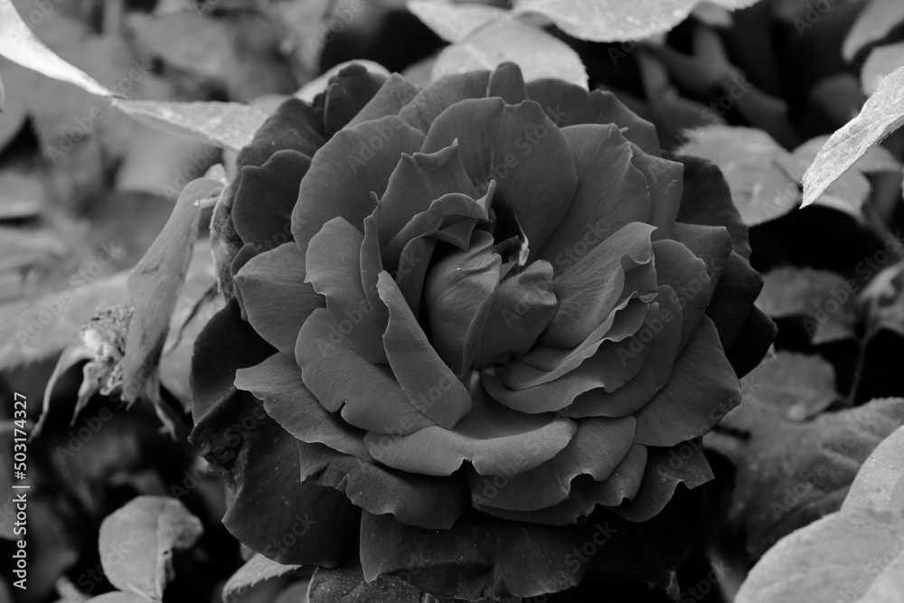 black and white rose