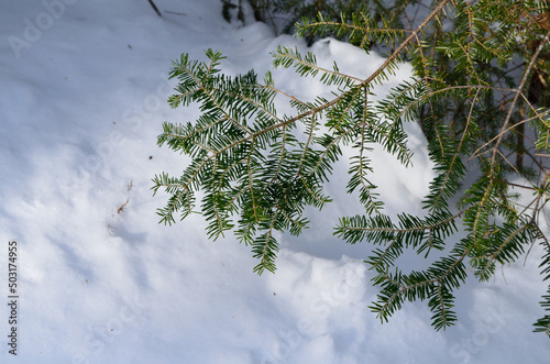 Green branch above the snow