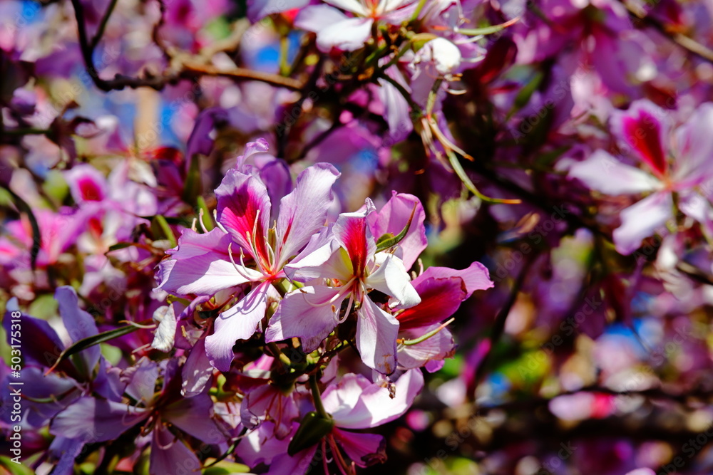 pink flowers of the bauhinia