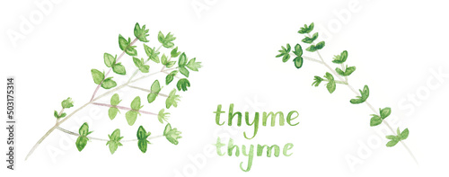 Thyme. Watercolor bunch of fresh organic garden herbs. Greens leaf growing from ground. Set of different cooking spices illustration. Hand drawing kitchen plant banner