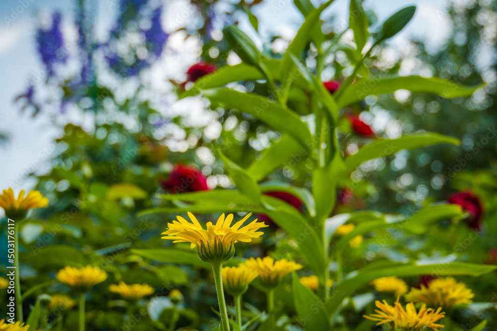 Calendula flowers in garden Calendula flowers in garden