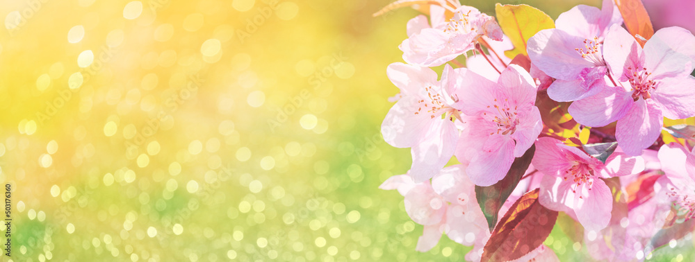 Spring background, panorama - pink flowers of apple tree on the background of a green blurred foliage. Horizontal banner with space for text