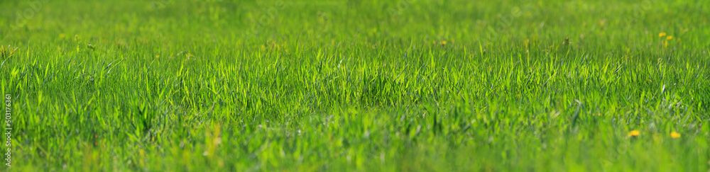 Fresh green grass close-up in spring meadow on a sunny day. Horizontal banner with copy space for text Fresh green grass close-up in spring meadow on a sunny day. Horizontal banner with copy space for text