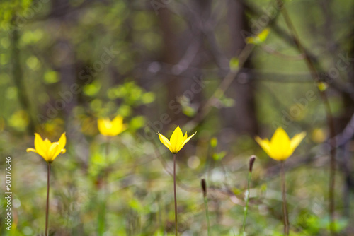 Selective focus of the yellow wild tulip or woodland tulip flowers against the background of the spring deciduous forest
