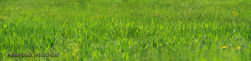 Fresh green grass close-up in spring meadow on a sunny day. Horizontal banner with copy space for text