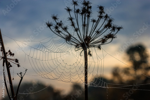 Morning summer landscape - view of the cobweb with dew on the grass in the rays of the dawn sun