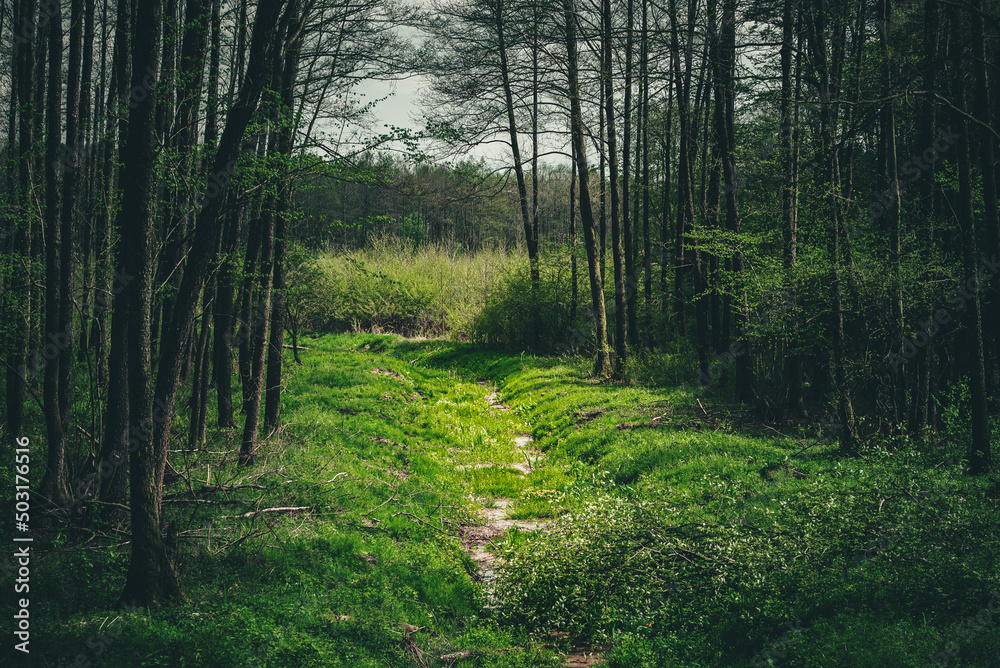 Obraz premium Forest river