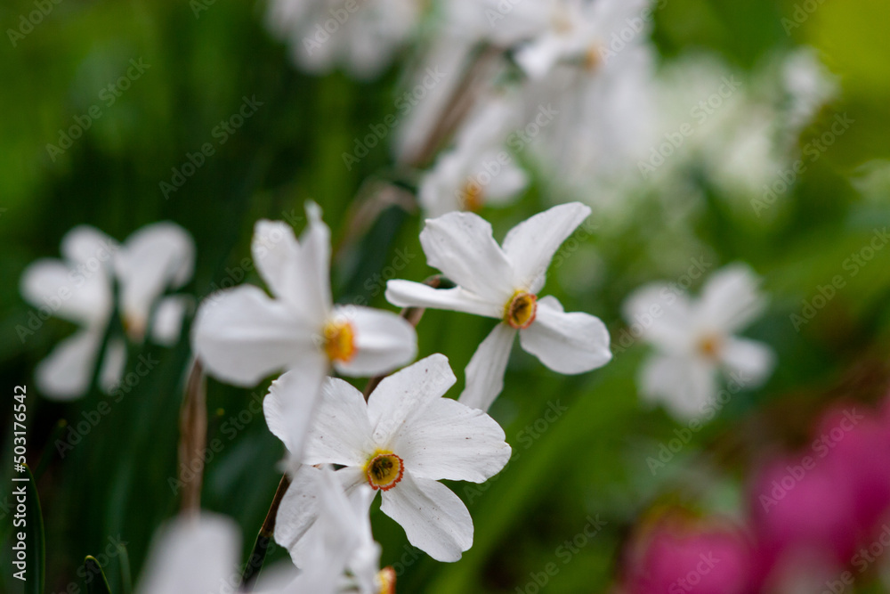 Flowers dont see war in my country. Flowers dont see war in my country.