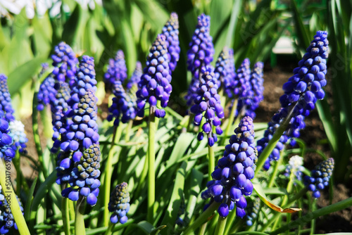 Viper onion  or Mouse hyacinth  Muscari is a genus of bulbous plants of the Asparagus family  included in the Hyacinth family. Beautiful wallpaper.