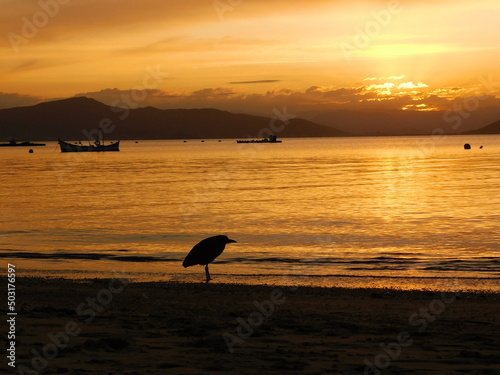 Bird Resting in The Sunset