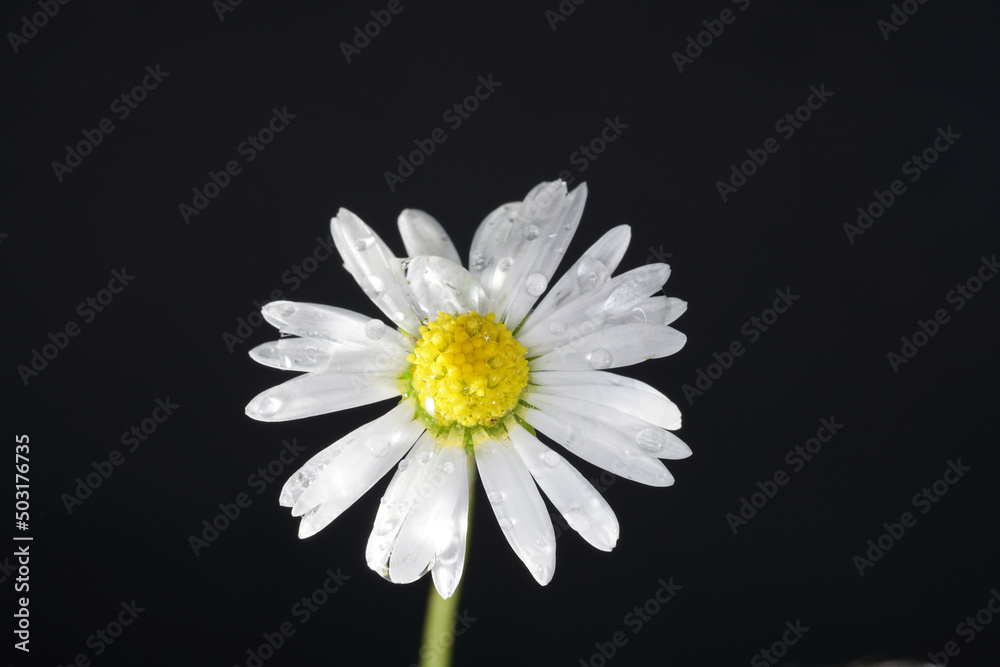 Obraz premium white daisy on black