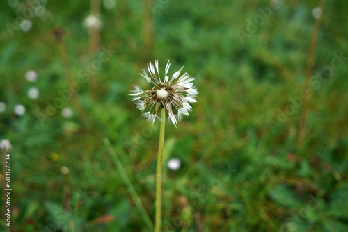 wet dandelion in the grass