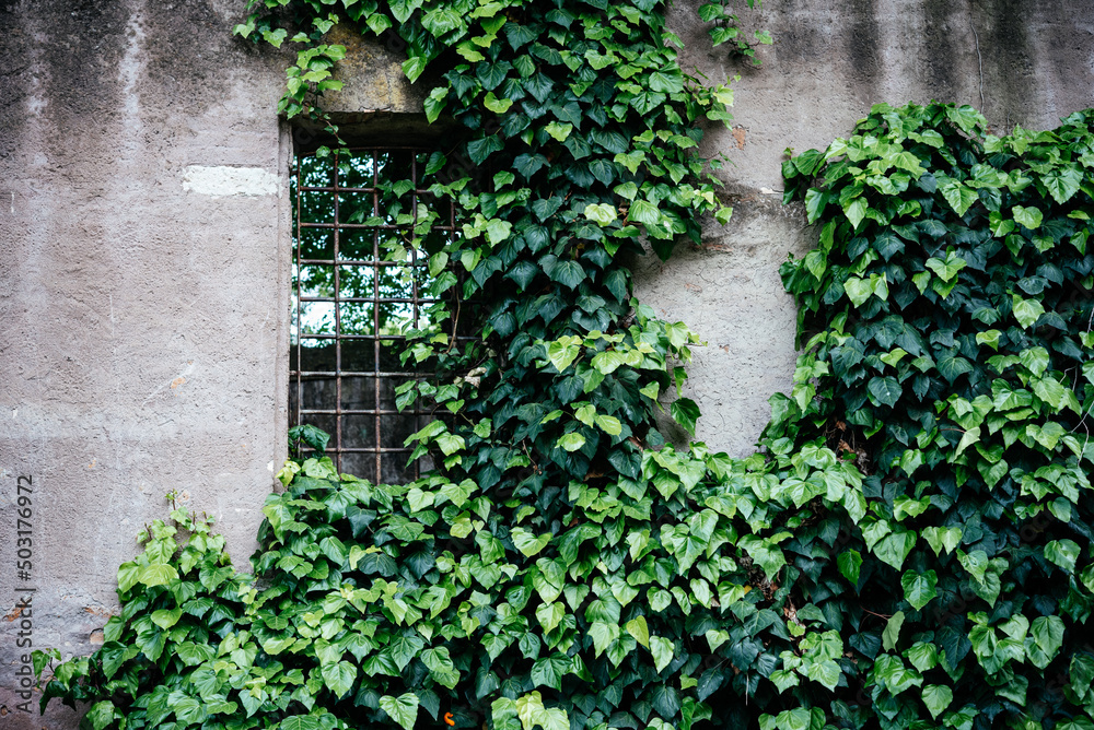 A wall with window covered with ivy vine green leaves. Natural background with climbing plant. Vertical gardening