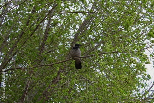crow on tree