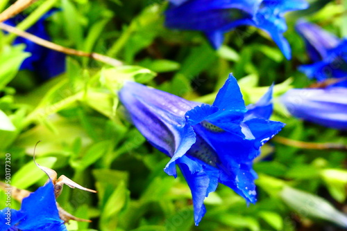 Gentiana acaulis photo