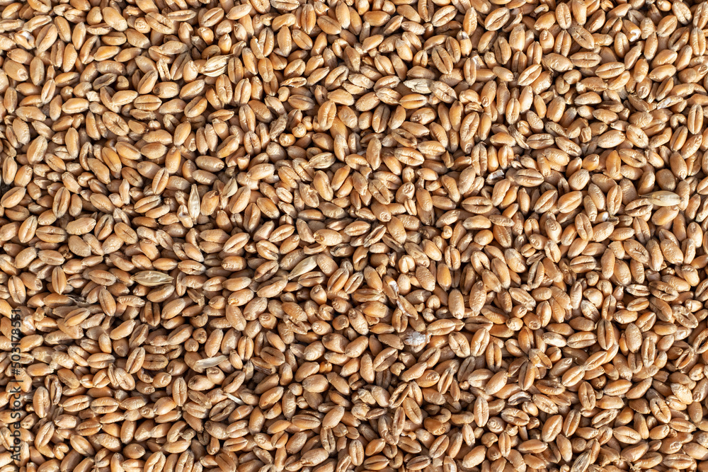 Wheat seed. Grain of wheat top view. Wheat seed. Grain of wheat top view.