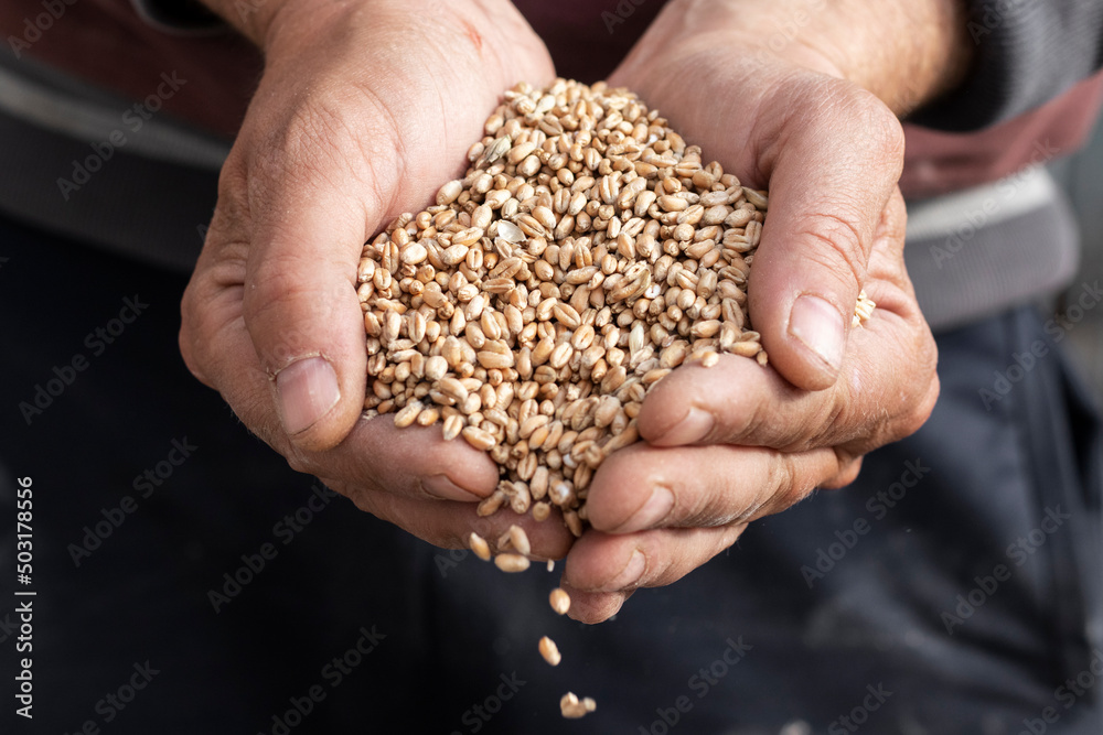 Handful of wheat close up. Wheat seed. - obrazy, fototapety, plakaty 