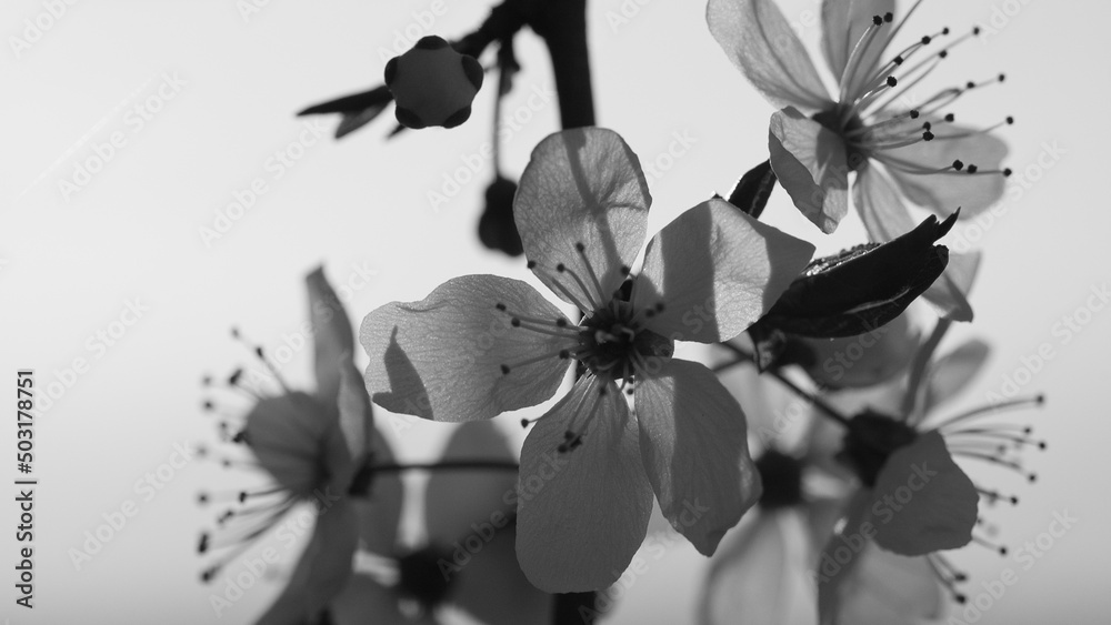 white flowers in spring, in the photo white flowers of a flowering tree on a gray background in spring, close-up, black and white photo white flowers in spring, in the photo white flowers of a flowering tree on a gray background in spring, close-up, black and white photo