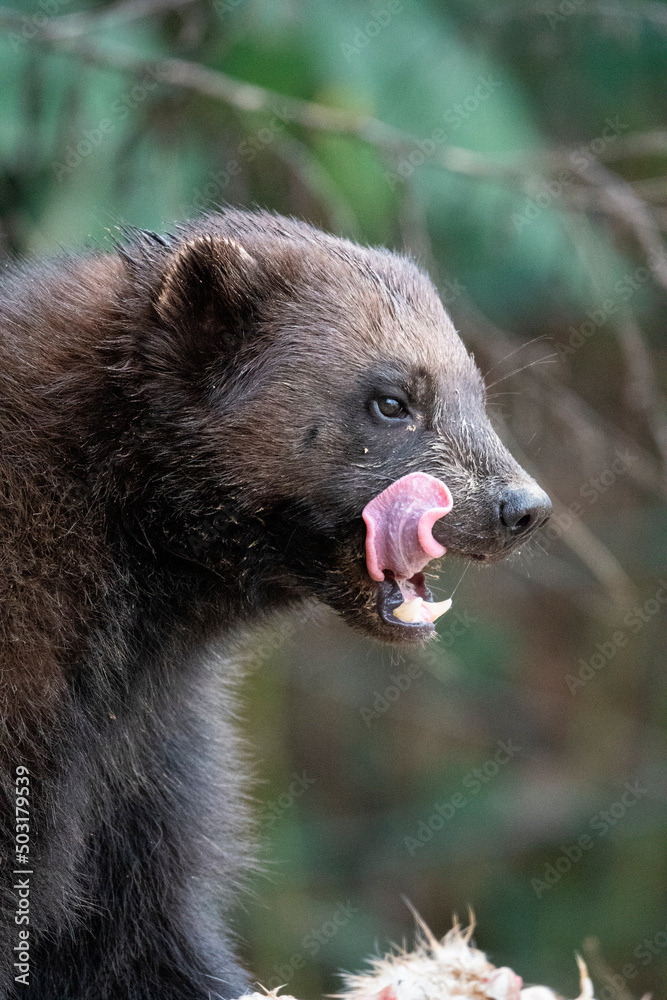 Fototapeta premium Wolverine in Europe. Wildlife scene from nature. Rare animal from north of Europe. Wild wolverine in summer grass. Eating, chilling, zoo.