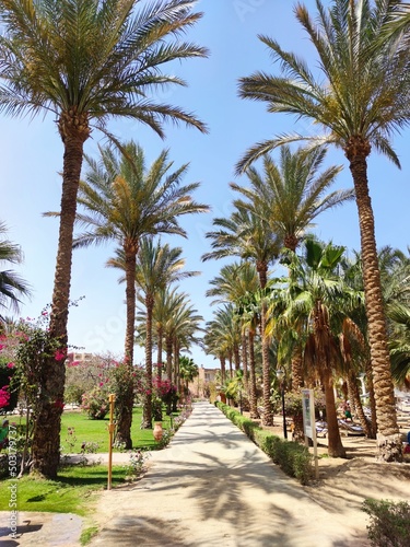 Palm avenue. Palm tree promenade in Egypt resort