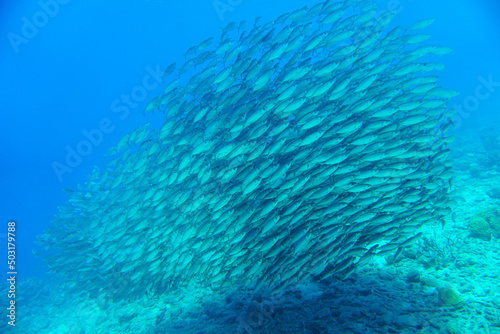 A large school of silver fish swimming in the blue waters of the Caribbean sea in Curacao. This group of fishes is better known as bait ball