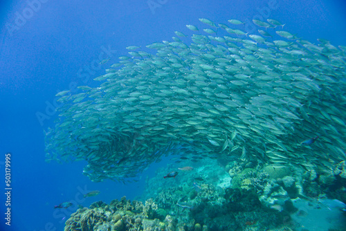 A large school of silver fish swimming in the blue waters of the Caribbean sea in Curacao. This group of fishes is better known as bait ball