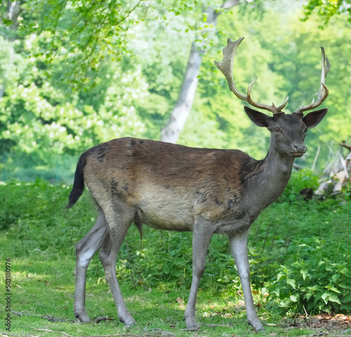 Wild male fallow deer with antlers in a forest © Stimmungsbilder1