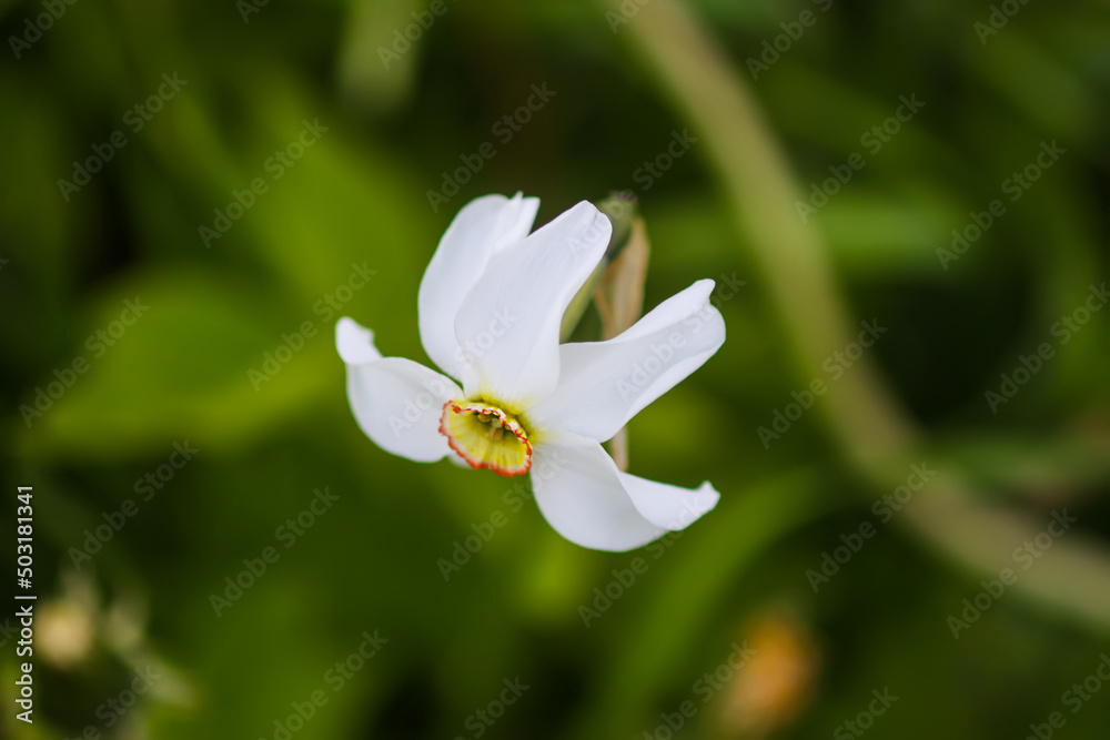 Fototapeta premium White Narcissus flower. Daffodil plant. Spring season. 