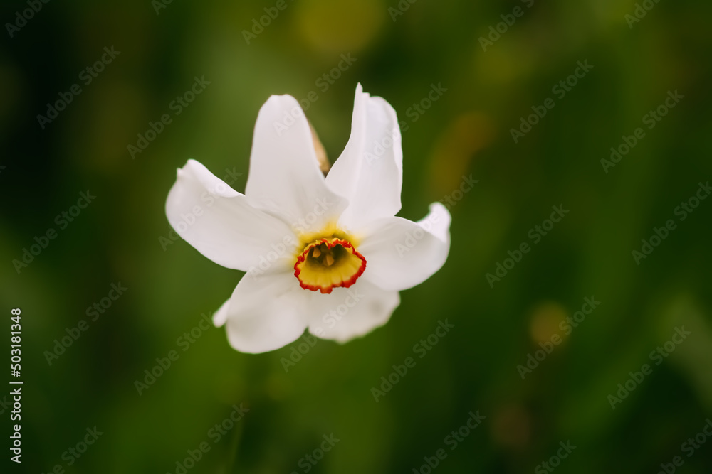 White Narcissus flower. Daffodil plant. Spring season. White Narcissus flower. Daffodil plant. Spring season.