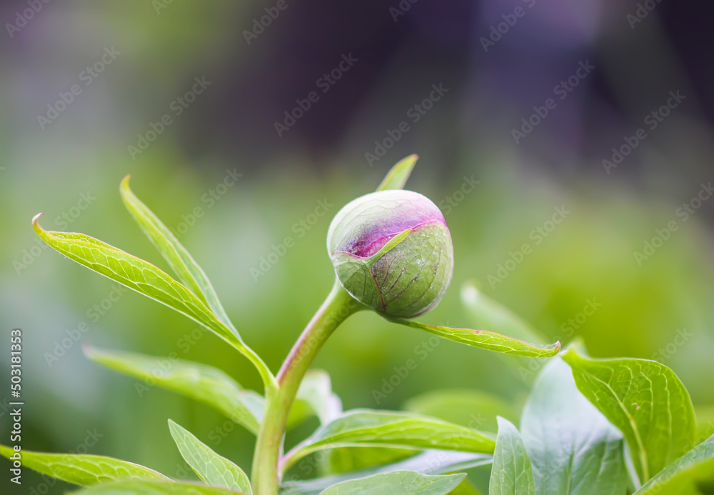 Peony plant bud in flowering season. Garden flower. Peony plant bud in flowering season. Garden flower.