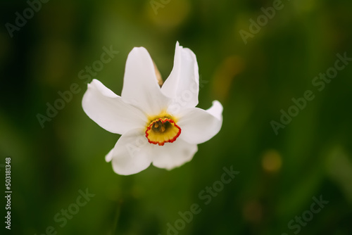 White Narcissus flower. Daffodil plant. Spring season. 