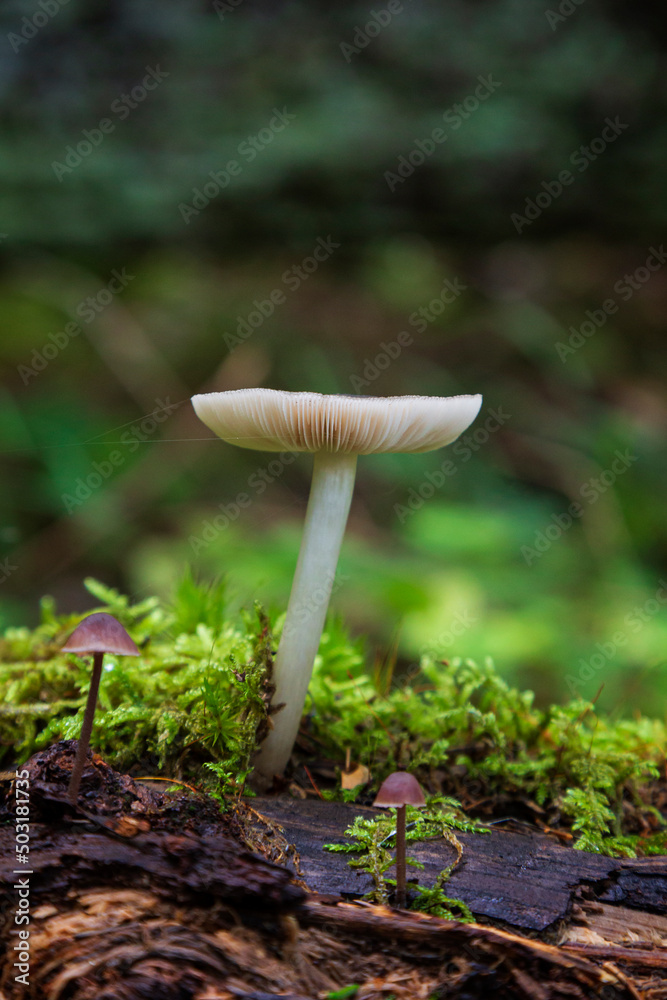 Close-up of a white mushroom on a mossy tree trunk in a lush forest in Finland at autumn. Focus on the front, blurred background. Close-up of a white mushroom on a mossy tree trunk in a lush forest in Finland at autumn. Focus on the front, blurred background.