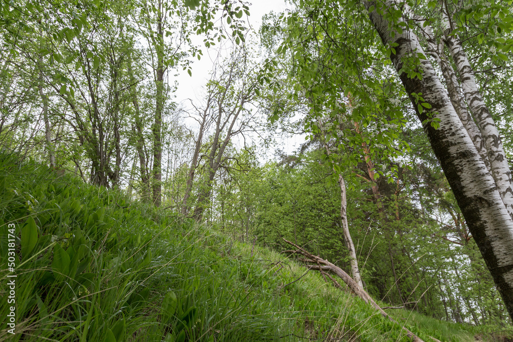 Fototapeta premium Low angle view of lush and verdant forest in Finland in the summer.