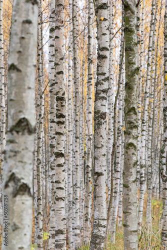 Forest full of birch trees in Finland in the autumn.