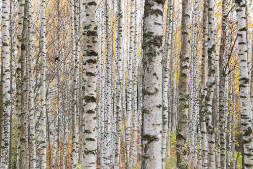 Forest full of birch trees in Finland in the autumn.