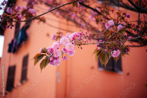 Beautiful Japanese cherry or sakura blooming in spring against orange house in Italy