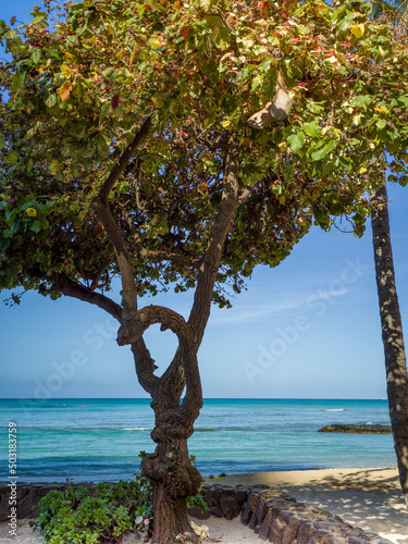 Lush Tropical Tree With an Ocean Backdrop.