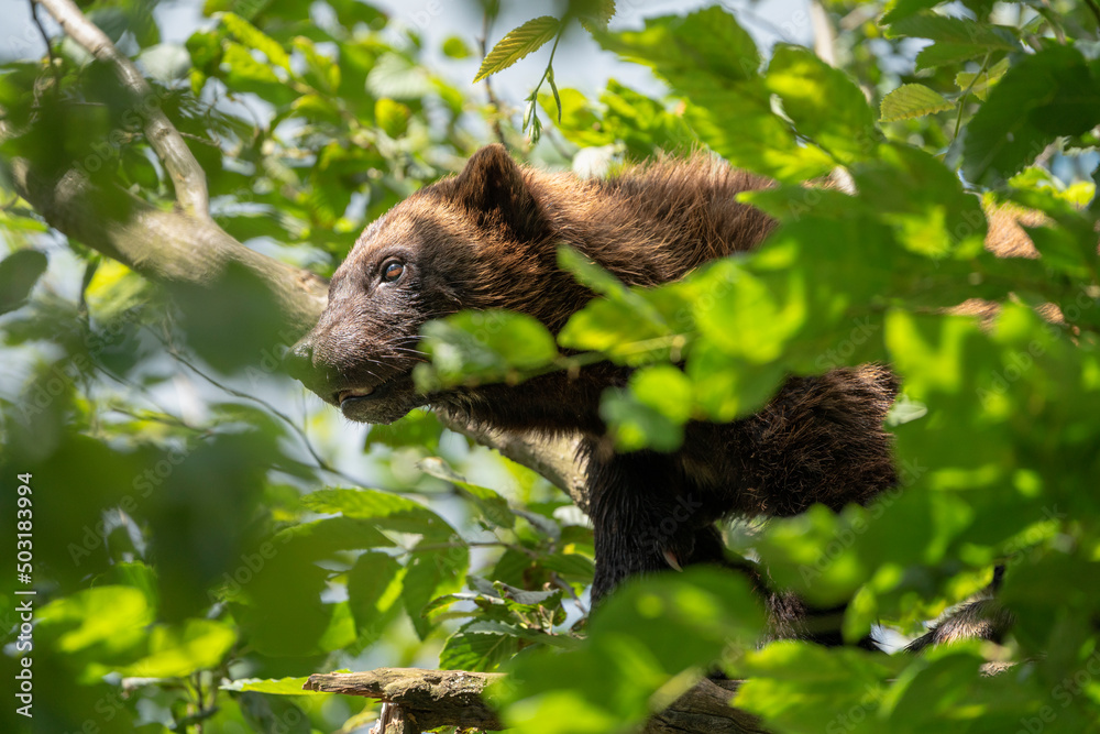 Wolverine in Europe. Wildlife scene from nature. Rare animal from north of Europe. Wild wolverine in summer grass. Eating, chilling, zoo. Wolverine in Europe. Wildlife scene from nature. Rare animal from north of Europe. Wild wolverine in summer grass. Eating, chilling, zoo.