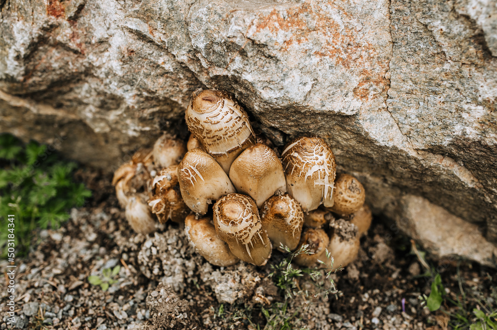 Wild mushrooms Chlorophyllum brunneum grow in nature near the stone. Wild mushrooms Chlorophyllum brunneum grow in nature near the stone.