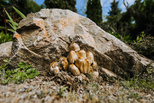 Wild brown edible Chlorophyllum brunneum mushrooms grow in nature under a stone. photo