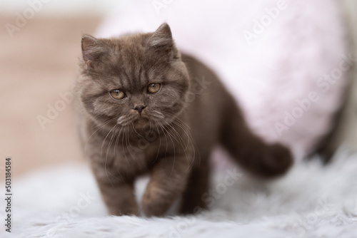 Edle Britisch Kurzhaar Kitten - imposant in seltenenen Farben