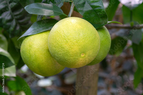 Three nice Star Ruby grapefruits on a branch.