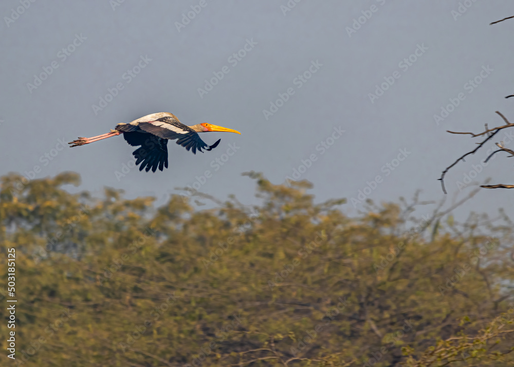 Obraz premium A painted stork in sky