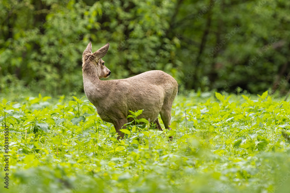 Fototapeta premium Roe deer (Capreolus capreolus) , standing on a meadow.
