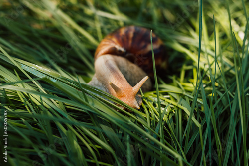 Achatina snail crawls in the grass on a sunny day © Ирина Санжаровская