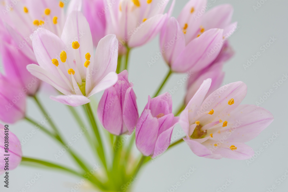 Naklejka premium Detail of small wild garlic leek (allium) flowers with soft colors and yellow stamens
